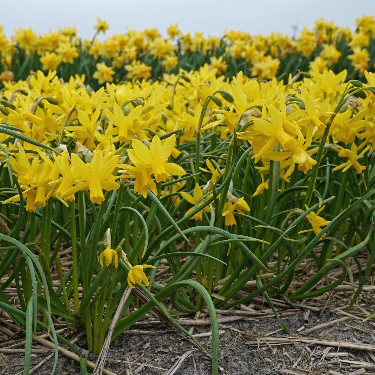 Tiny Bubbles - Narcissus - Fluwel