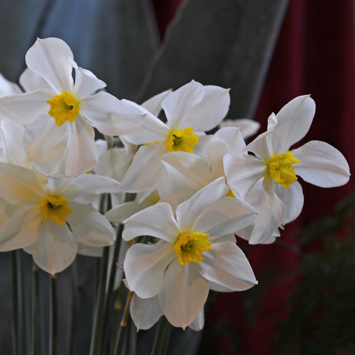 White Lady - Narcissus - Fluwel