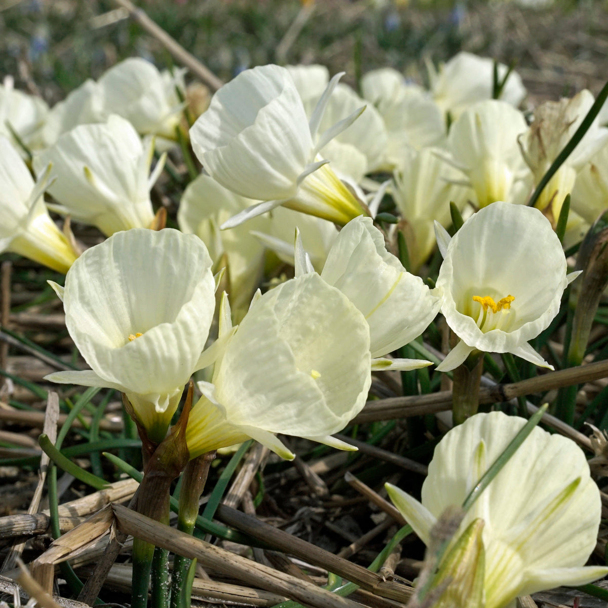 White Petticoat - Narcissus - Fluwel