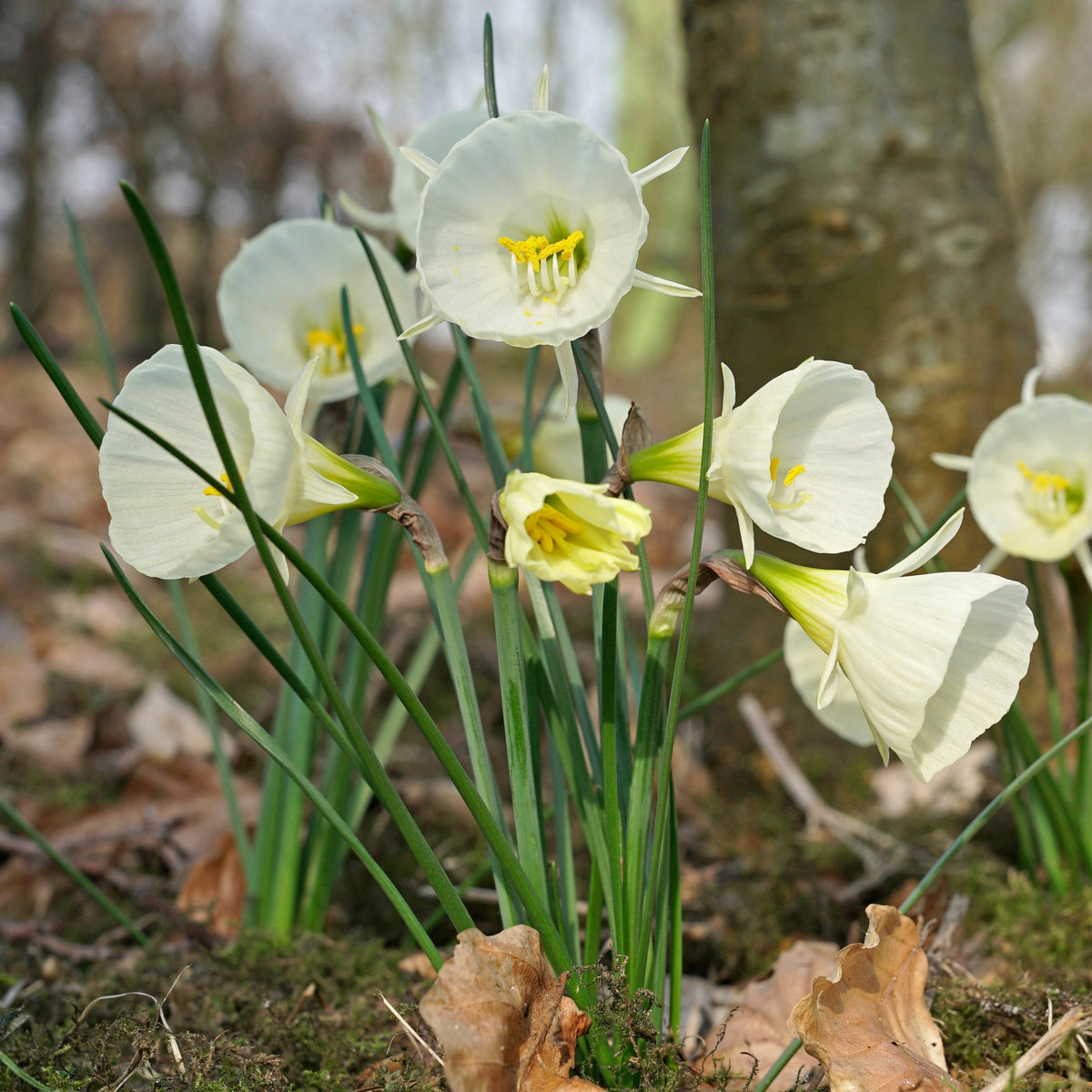 White Petticoat - Narcissus - Fluwel