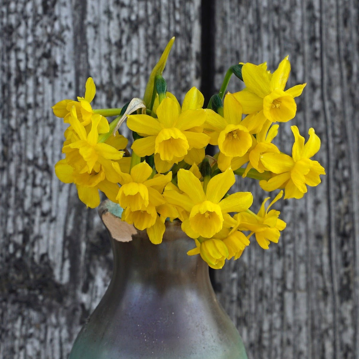 Willkommii - Narcissus - Fluwel