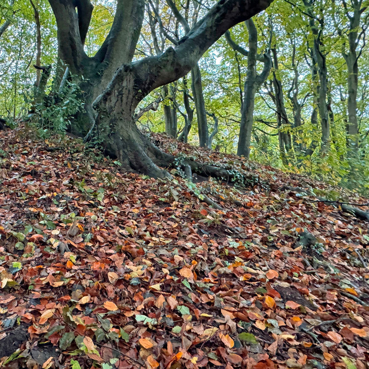 De blaadjes vallen van de bomen, tijd om bloembollen te planten