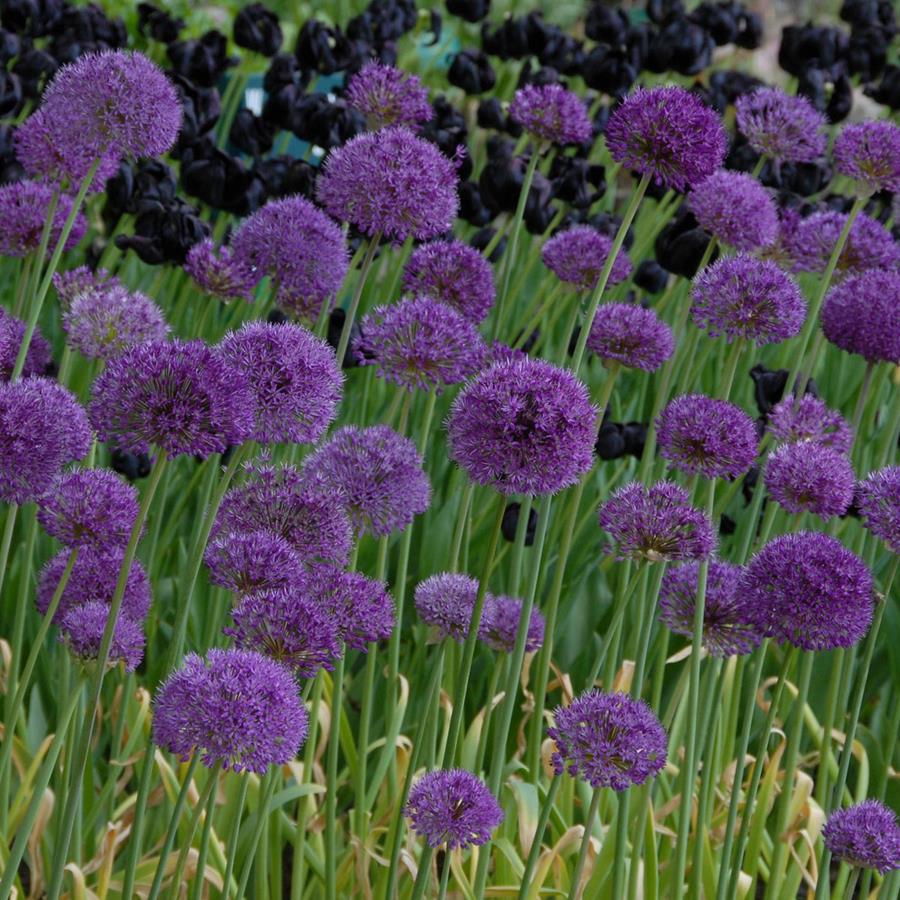 De allium, een weergaloze bloembol!