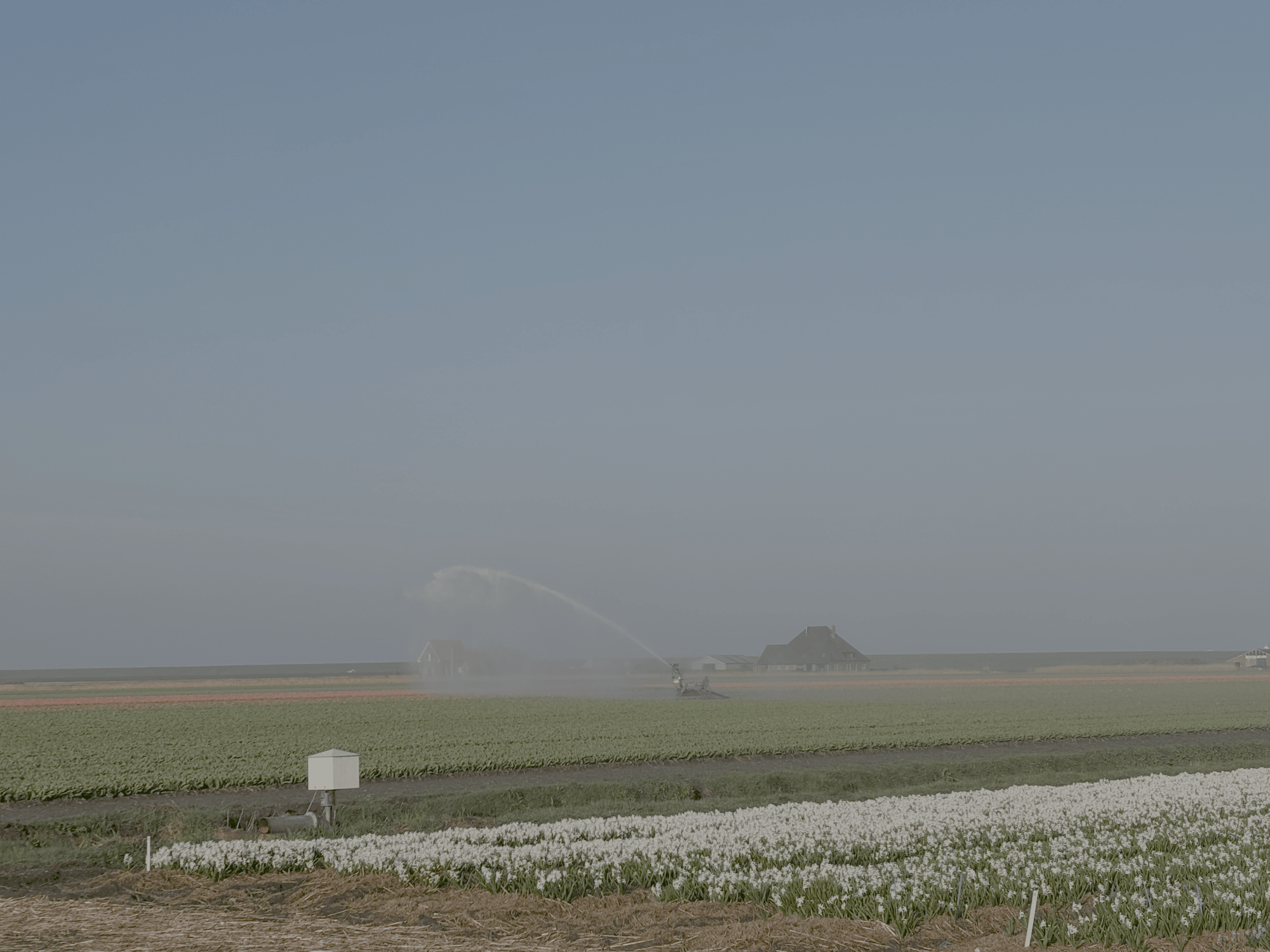 Bloembollen in potten - fluwelnl