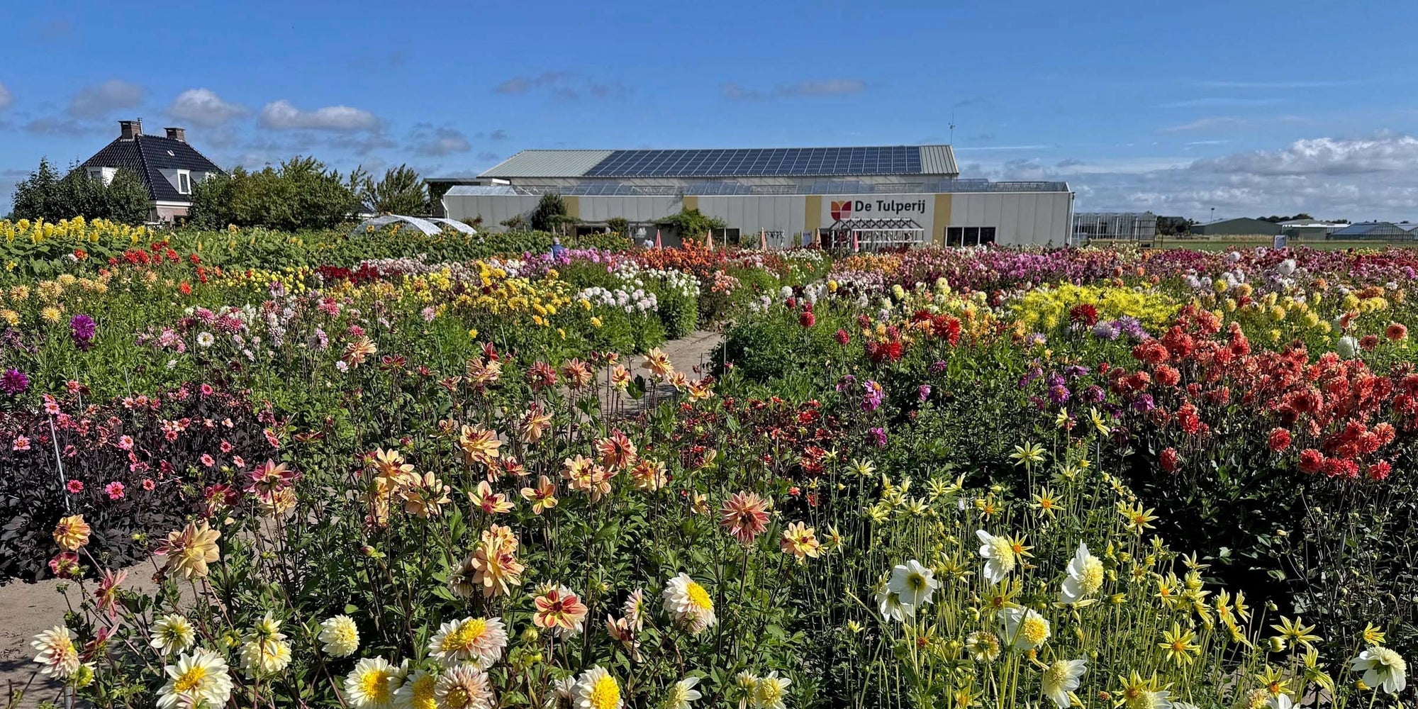 Dahlia’s, Dahlia’s en nog eens Dahlia’s - fluwelnl