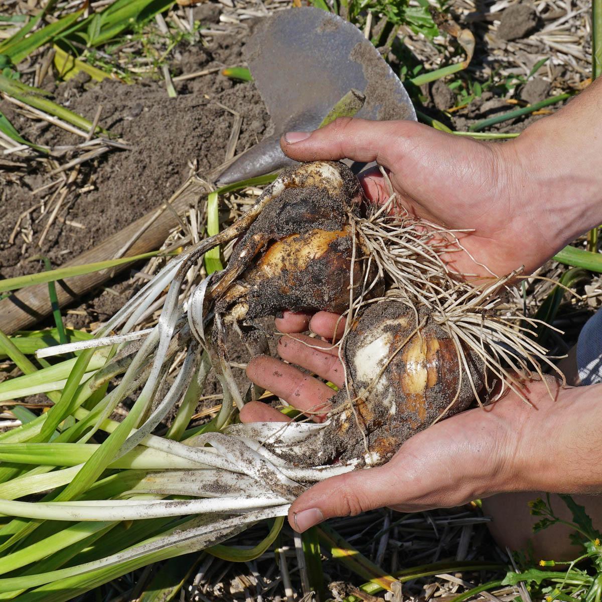 De beste Bolletjes - fluwelnl