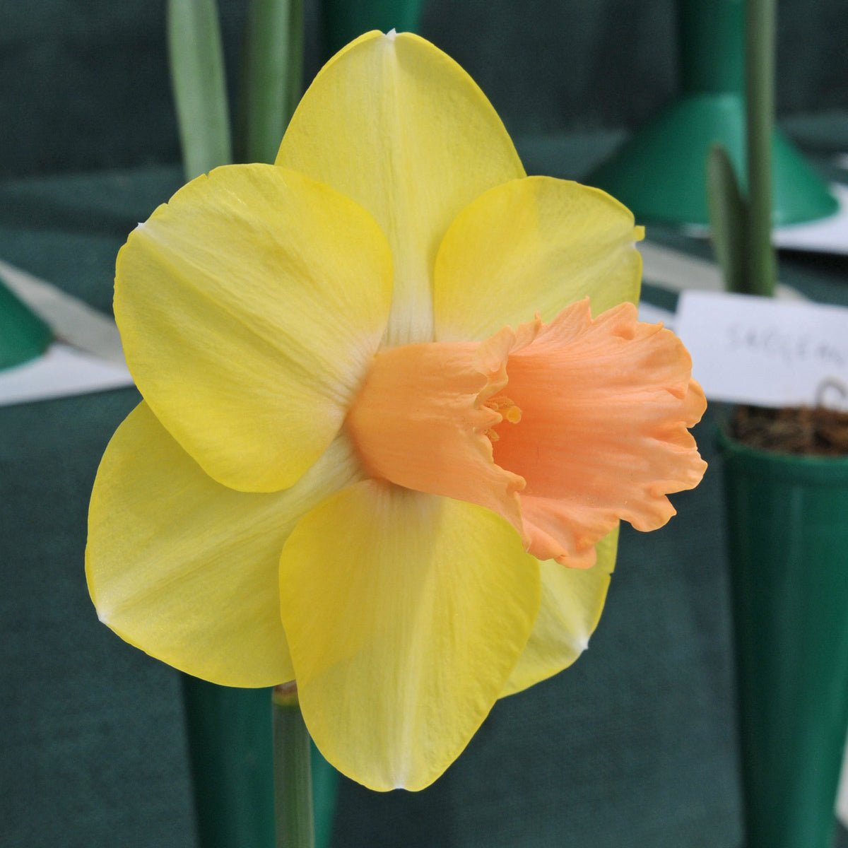 De droom komt niet helemaal uit - fluwelnl