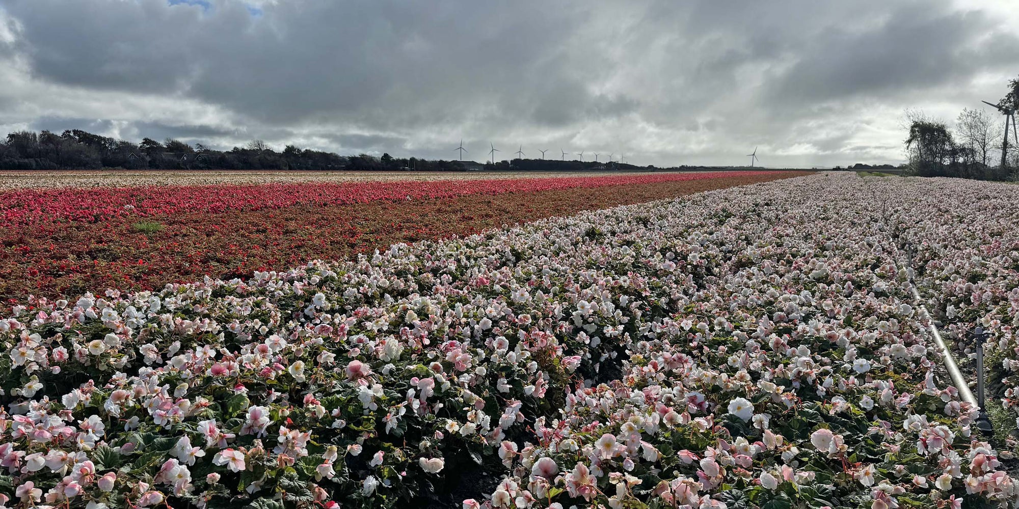 De Leesbril - fluwelnl