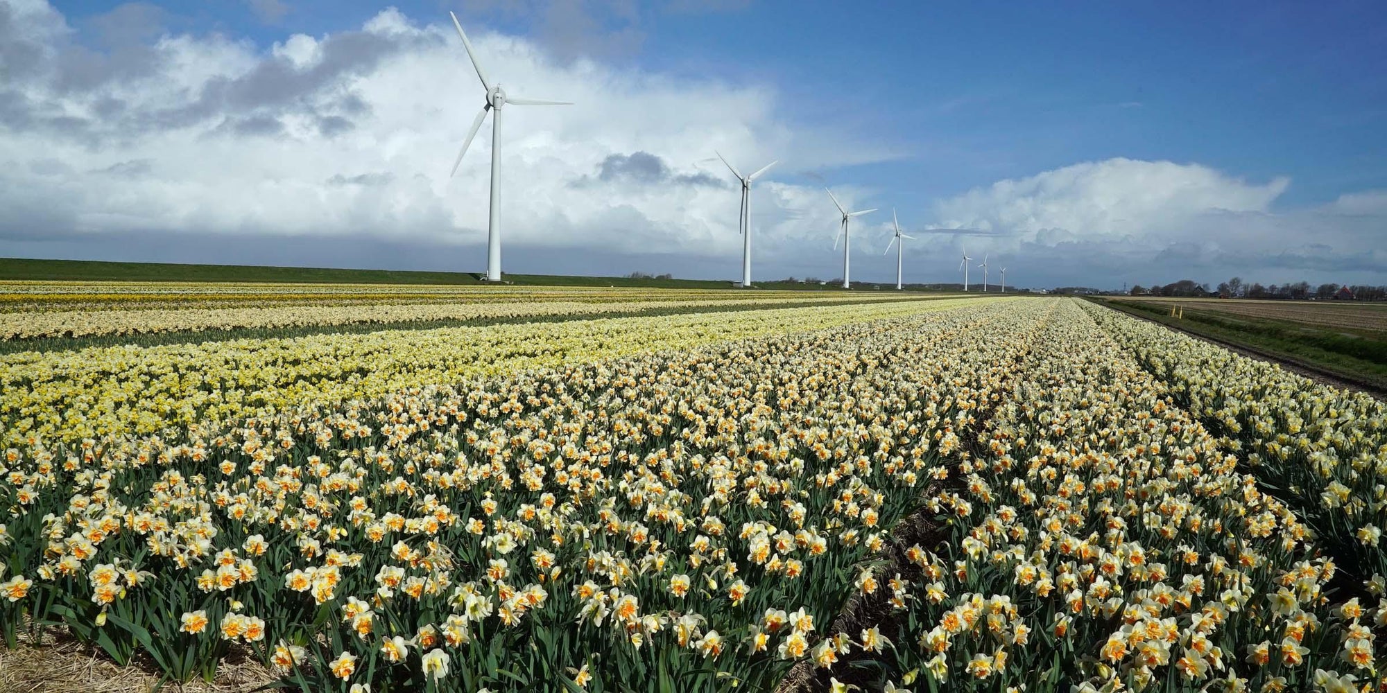 De Narcis, de bloem van het Paasfeest. - fluwelnl