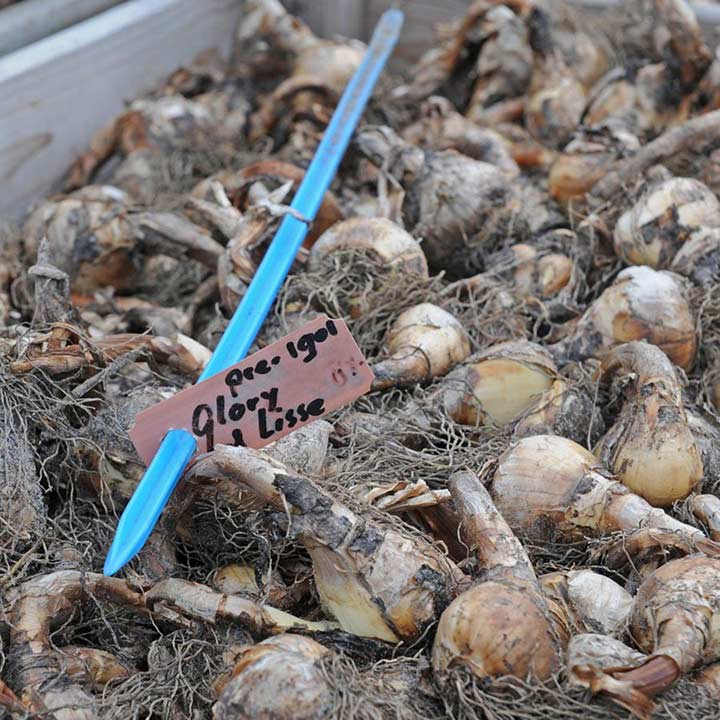 De Narcis, de ideale vaste plant! - fluwelnl