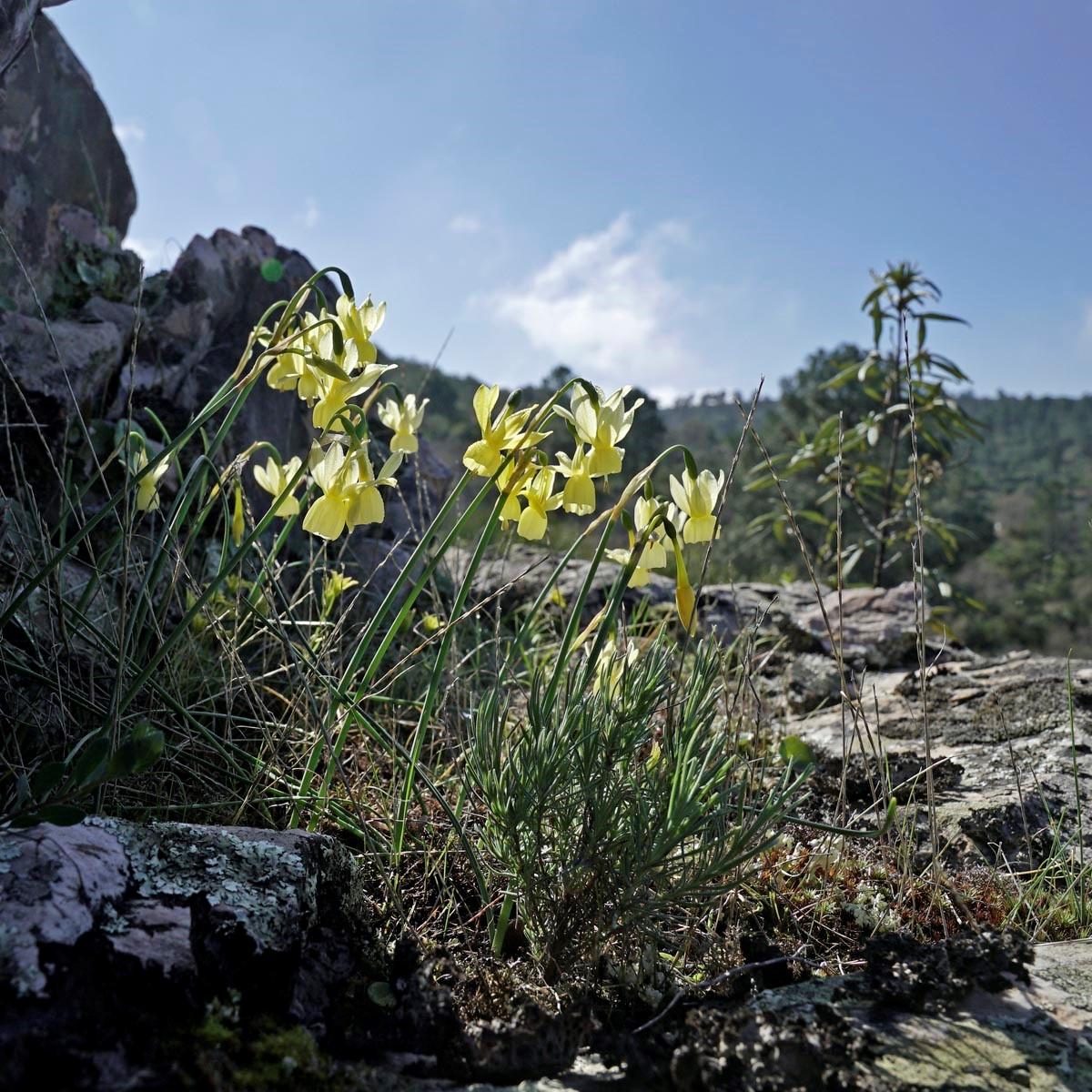 De Narcis in Spanje - fluwelnl
