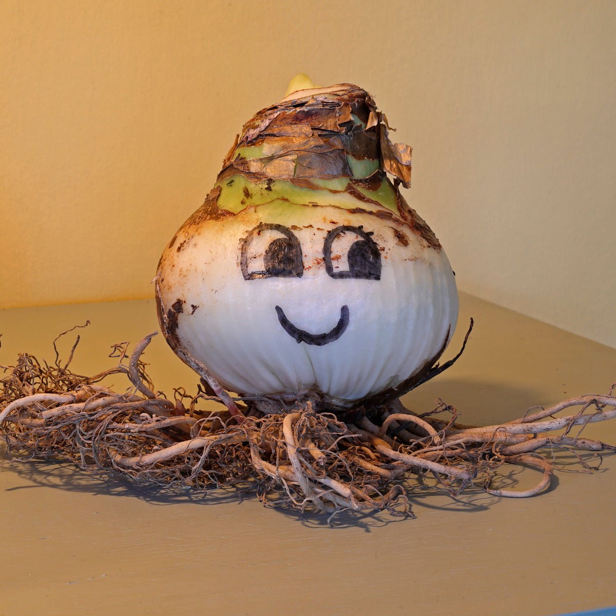 Een rondje Amaryllissen - fluwelnl