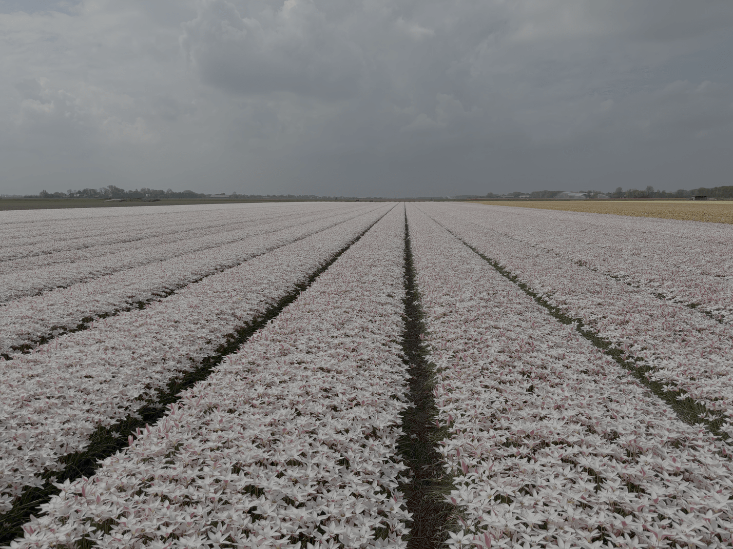 Eindeloze bloemenvelden - fluwelnl