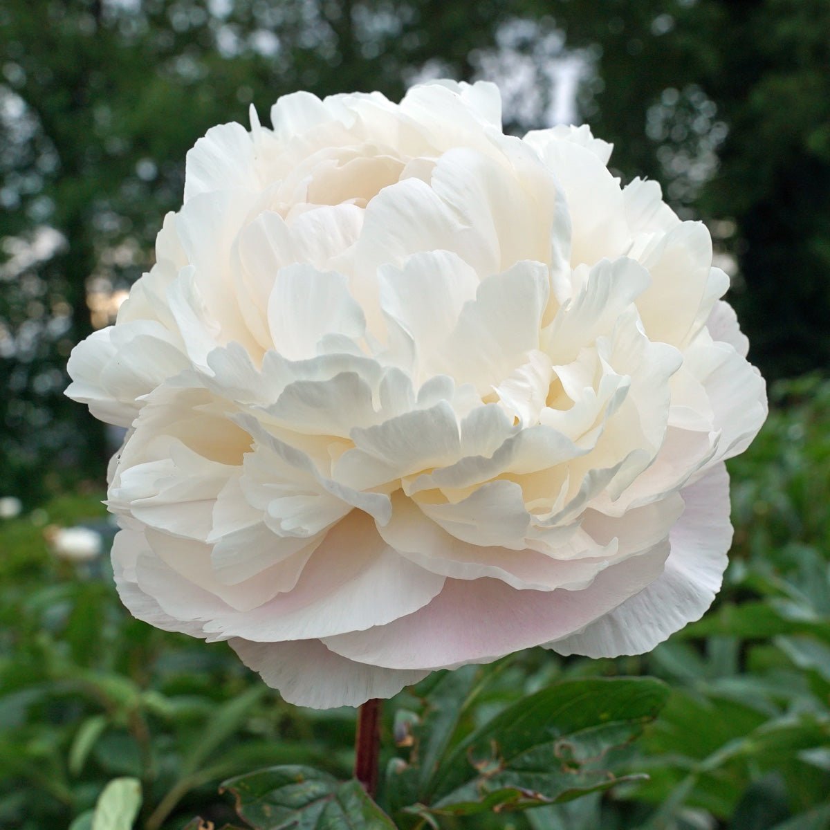 Feest, de Pioenen zijn beschikbaar - fluwelnl