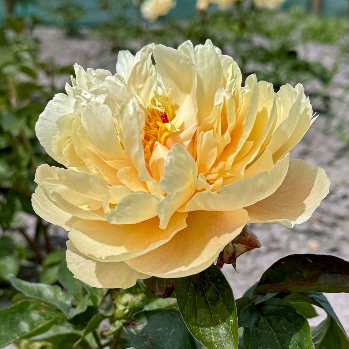 Groot en groter nieuws en een catastrophe - fluwelnl