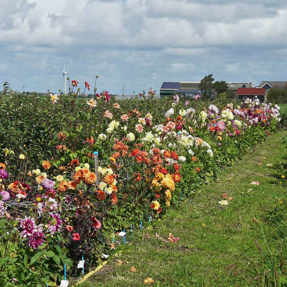 Het Dream Team - fluwelnl
