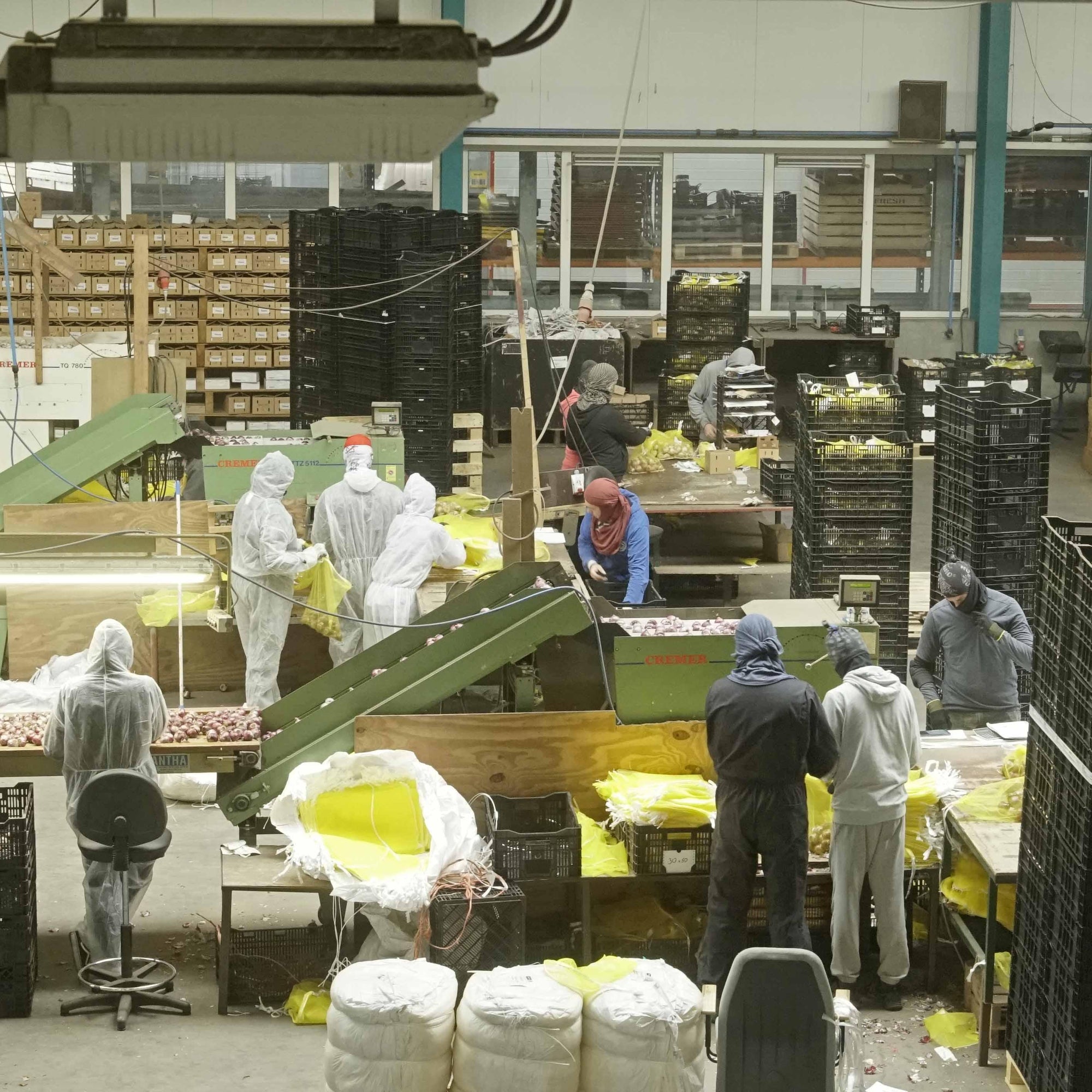 Hyacintendag - fluwelnl