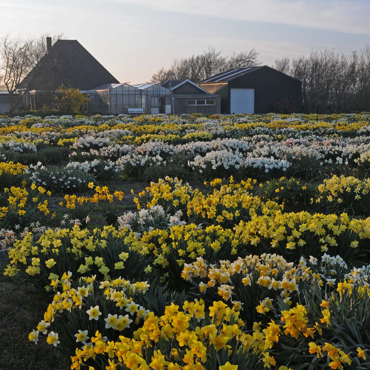 Narcissen in het klein - fluwelnl
