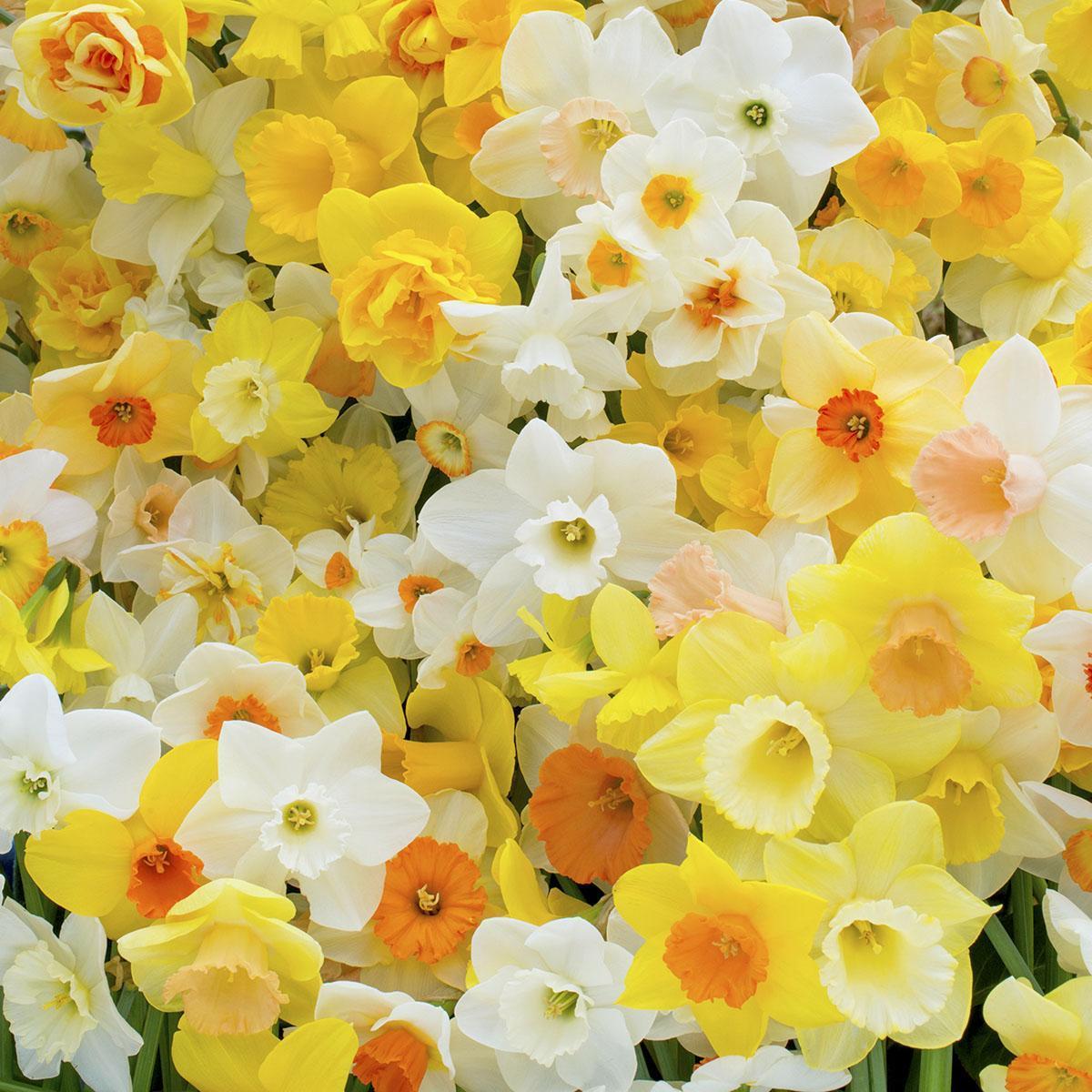 Narcissen in het voorjaar - fluwelnl