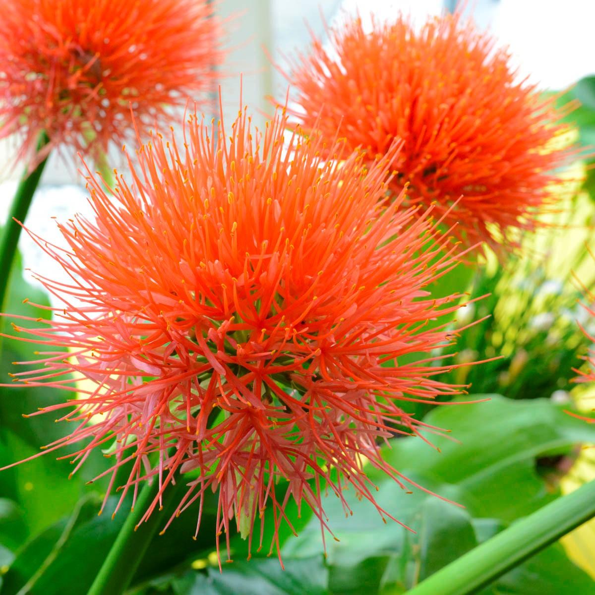 Nieuw: De Scadoxus multiflorus Orange Wonder - fluwelnl