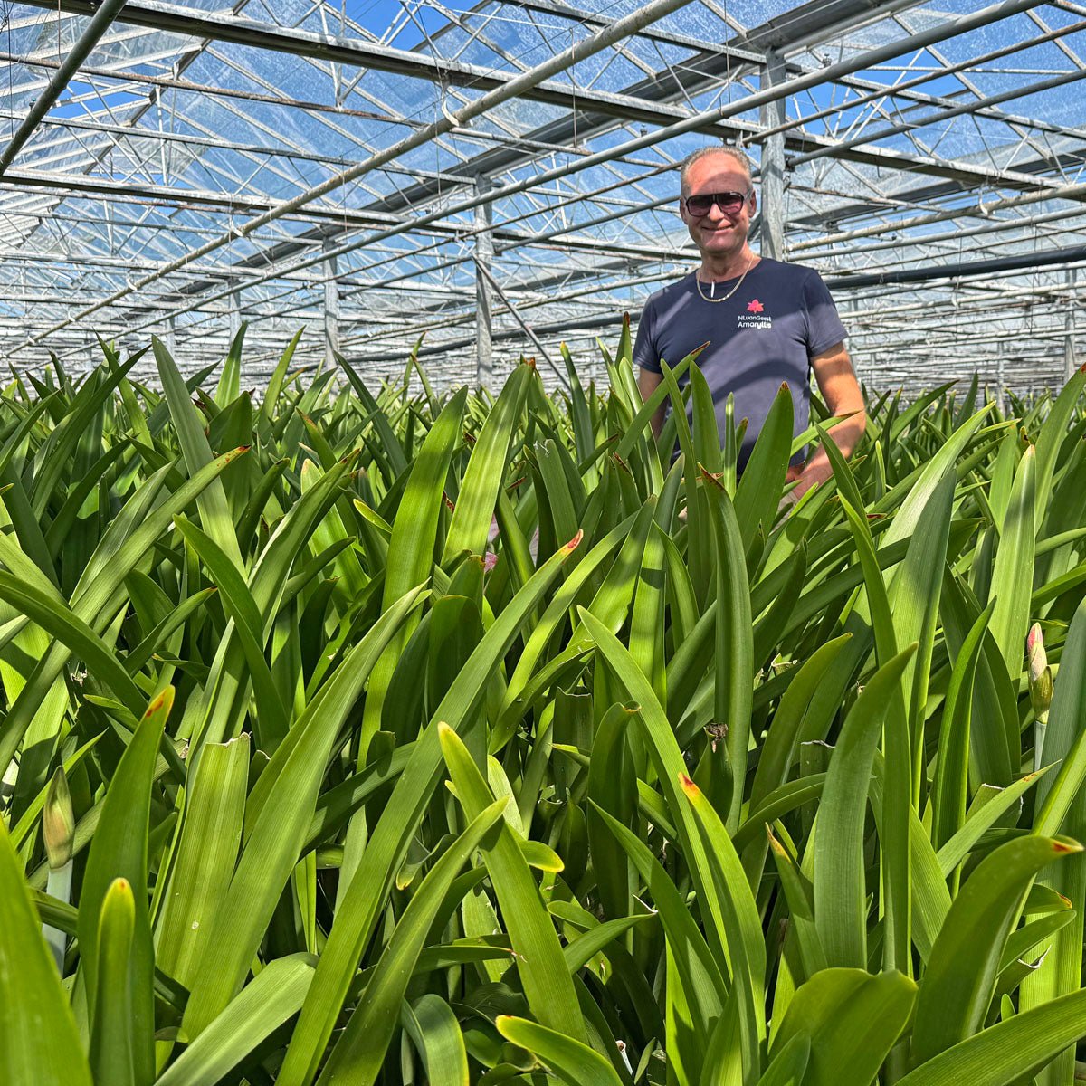 Nieuwe oogst Amaryllissen - fluwelnl