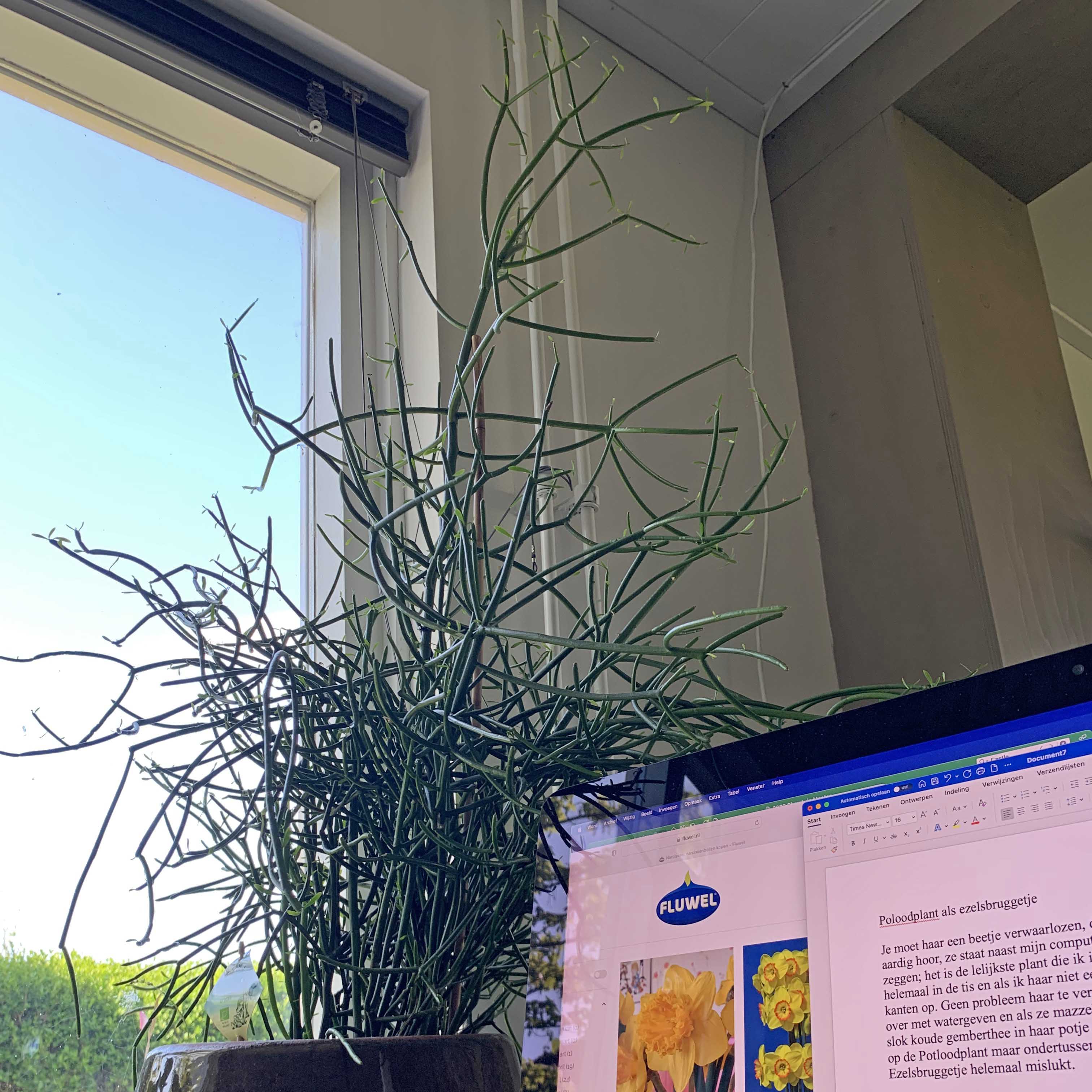 Potloodplant als ezelsbruggetje - fluwelnl