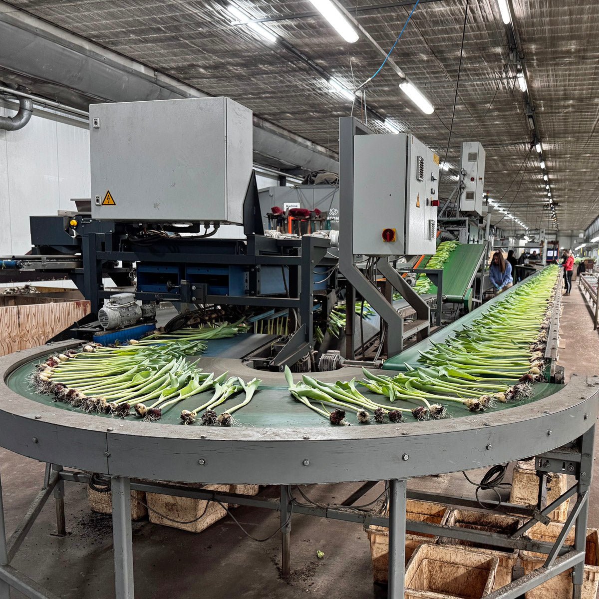 Rood loopt niet - fluwelnl