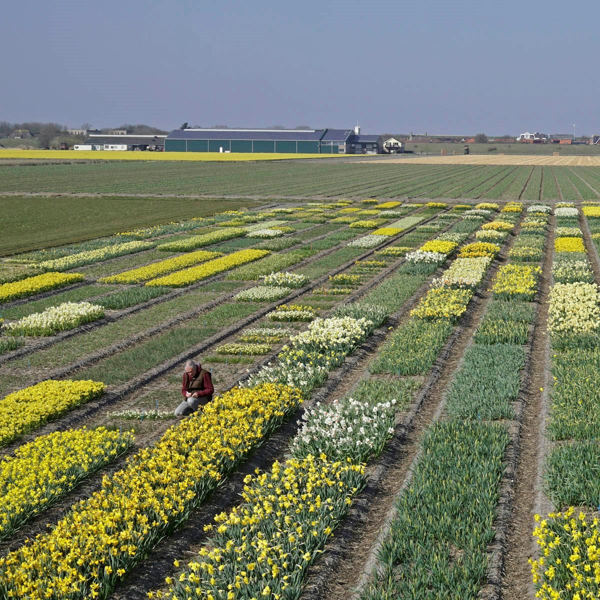 Wel bloemen, geen bezoekers - fluwelnl