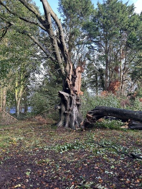Wereldberoemd in de Narcissenwereld - fluwelnl