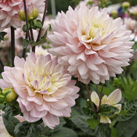 Dahlia's