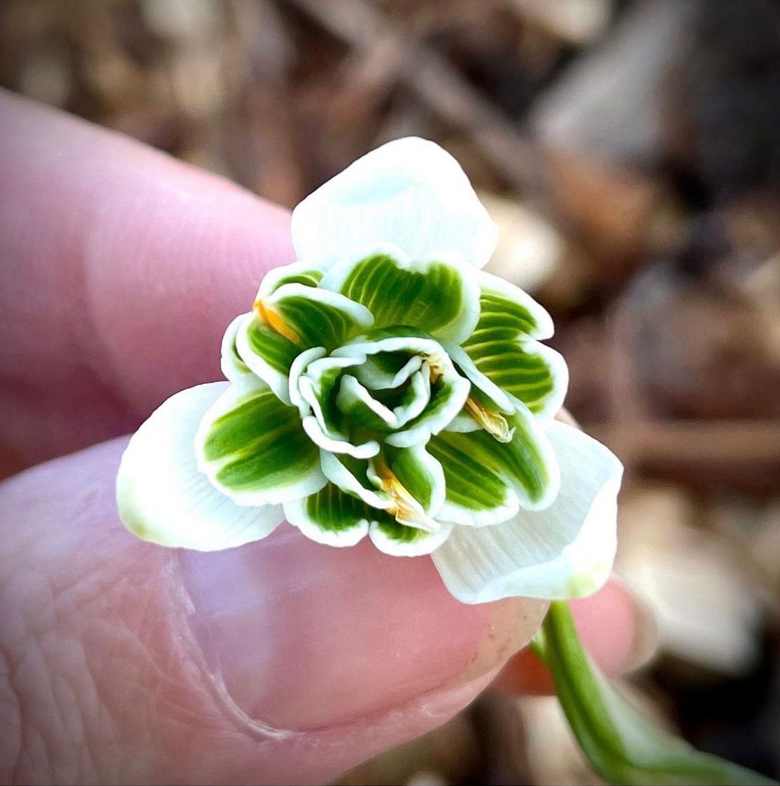 Galanthus - fluwelnl