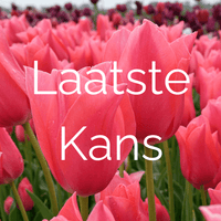 Laatste Kans Bloembollen