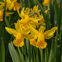 Narcissen