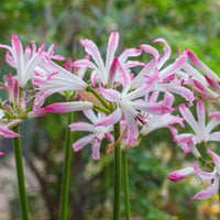 Nerine