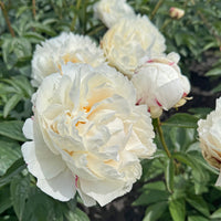 Pioenrozen