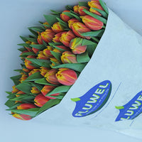Snijplant