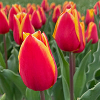 Tulpen