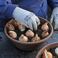 Bloembollen voor potten