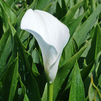 Zantedeschias