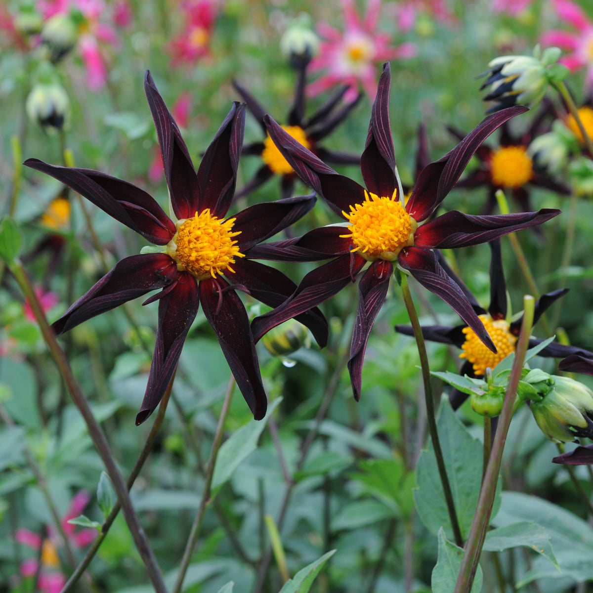 Dahlia Honka Mix