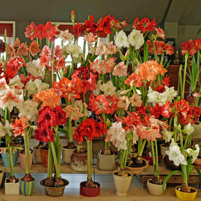 Amaryllis Red Cream