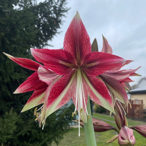 Amaryllis Ruby Star