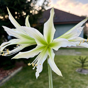 Amaryllis White Nile