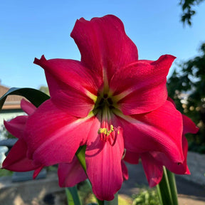 Amaryllis Pink Flush