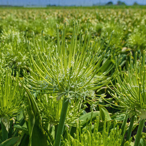 Allium schubertii Arctic Snow