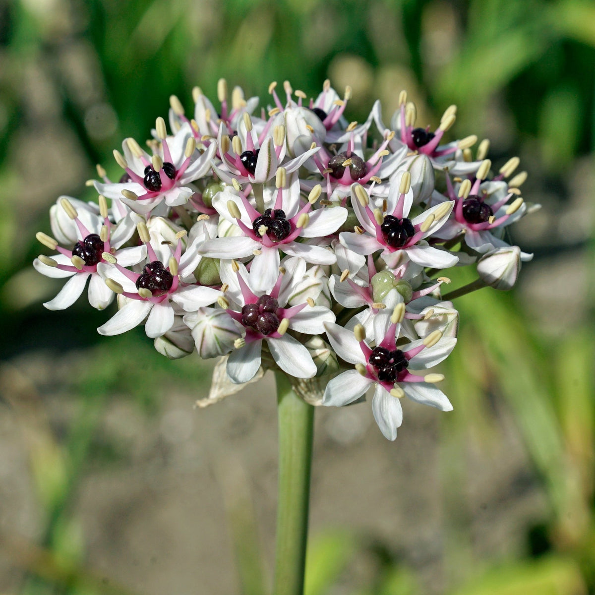 Allium Silver Spring - meerkleurige allium - Fluwel