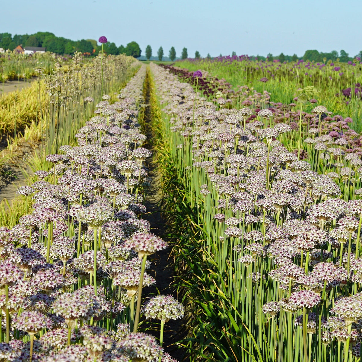 Allium Silver Spring - meerkleurige allium - Fluwel