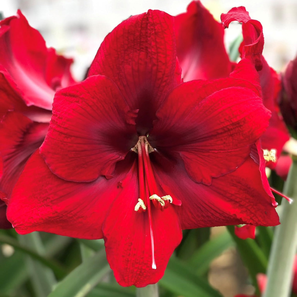 Amaryllis Amarossi