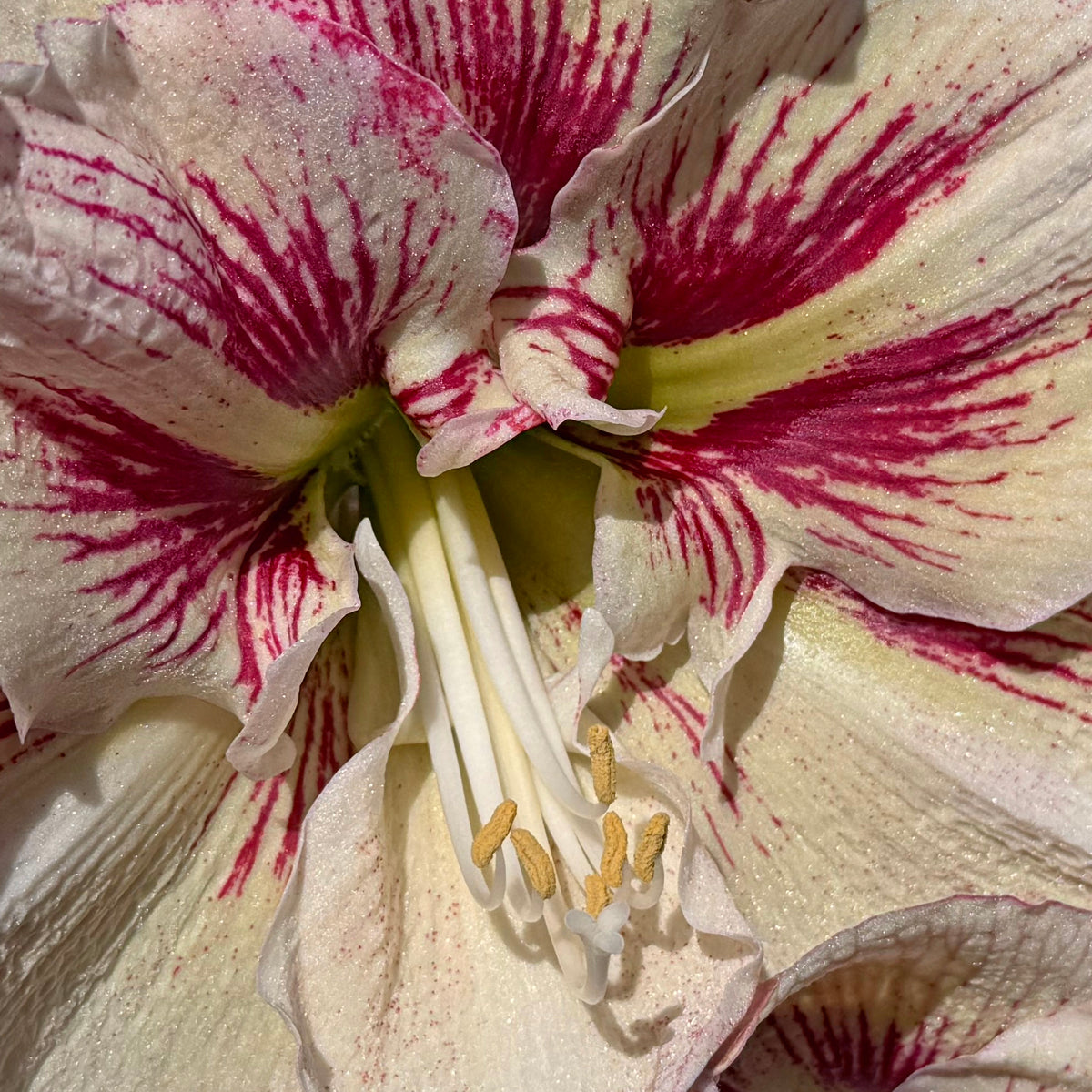 Amaryllis Burgundy Haze