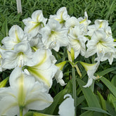 Amaryllis Casablanca